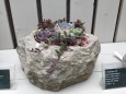 軟石の鉢と植物