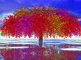 多彩色のカエデ大樹