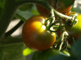 旬のプチトマト