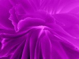 紫の花芯