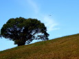 丘の上の1本の木と飛行機