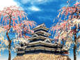 松本城と枝垂れ桃