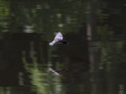 飛びながら池の水を飲むツバメ 1