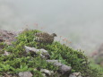 笠ヶ岳のチビ雷鳥3