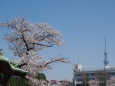 上野桜木からスカイツリー