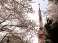 桜の間から見る東京タワー