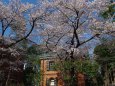 東京藝術大学の桜