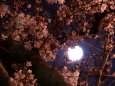満月と桜3