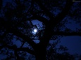 木の向こう側の満月