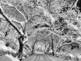 雪桜の道
