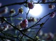 満月と梅の花3