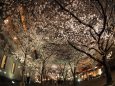 夜の祇園・桜満開