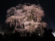 桜の京都・円山公園ライトアップ
