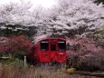 桜トンネルのゆふ号