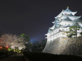 名古屋城の夜桜