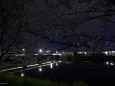 夜桜12