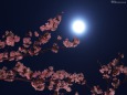月と桜2
