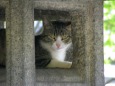 石灯籠の守り猫