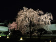 春の京都・二条城ライトアップ1