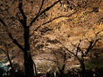 桜の京都・昨日の東寺