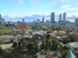 名古屋城から見る高層ビルと桜