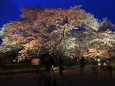 春の京都府立植物園ライトアップ