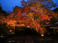 秋の京都・神蔵寺ライトアップ