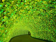 冬華の競演 光のトンネルお花畑