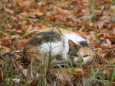 落葉の中の猫