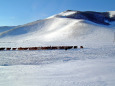 冬のモンゴル草原と山羊