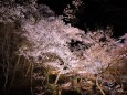 春夜の桜雲橋/高遠城址公園