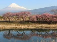 川面に写る河津桜と富士山
