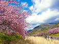 河川敷から見る桜並木