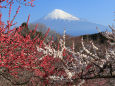 岩本山公園の梅と富士山