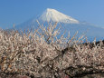 岩本山公園の梅と富士山