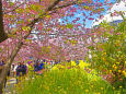 河津桜と菜の花畑