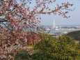河津桜が咲く公園から