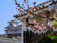 咲き始めた桜と姫路城・弐