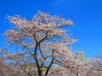 姫路城の桜1
