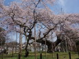 枝垂れ桜(2)