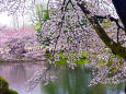 新宿御苑 水辺の桜