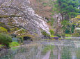 新宿御苑 水辺の桜
