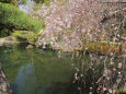 好古園・池泉端の枝垂れ桜