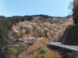 吉野山「滝桜」