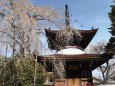 吉野山・東南院多宝塔と枝垂桜