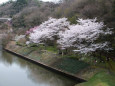 小渕ダム湖の桜