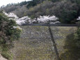 小渕ダムの桜