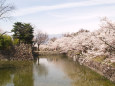 小春日和に桜満開