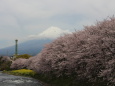 川沿いに咲く桜並木と富士山