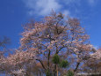 原谷苑・門前の桜